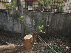 राजुरा शहरातील हरितपट्टा नष्ट करण्याचा प्रयत्न