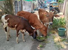 मुक्या भटक्या प्राण्याकरिता दारापुढे पाण्याची व्यवस्था करा:डॉ नंदकिशोर मैंदळकर
