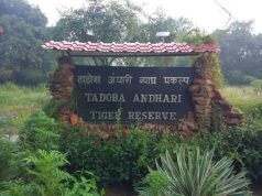 मुख्यमंत्र्यांच्या पाठबळामुळे ताडोबा व्याघ्र प्रकल्पातील पर्यावरणीय पुनरुज्जीवन प्रकल्पाला चालना