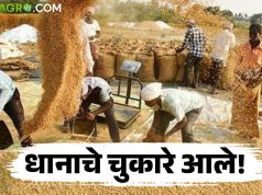 शेतकऱ्यांच्या पावसाळी धान खरेदीचे प्रलंबित पैसे जमा होणार दोन दिवसात-अजय बिसने, पणन अधिकारी