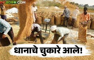 शेतकऱ्यांच्या पावसाळी धान खरेदीचे प्रलंबित पैसे जमा होणार दोन दिवसात-अजय बिसने, पणन अधिकारी